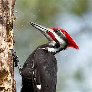 Woodpecker Walk — November 14 - logo